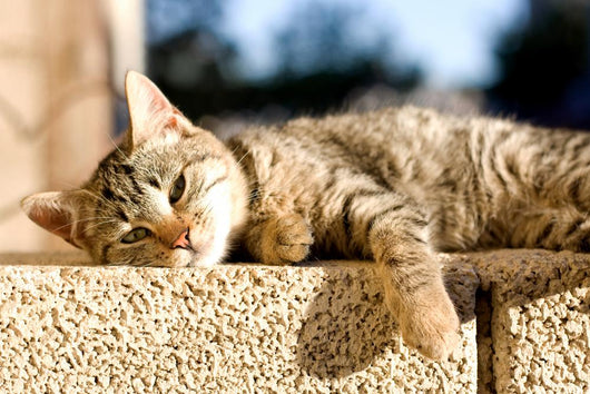 Tabby Cat Trying to Wall Decal