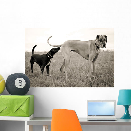 Embarrassed Great Dane Wall Decal
