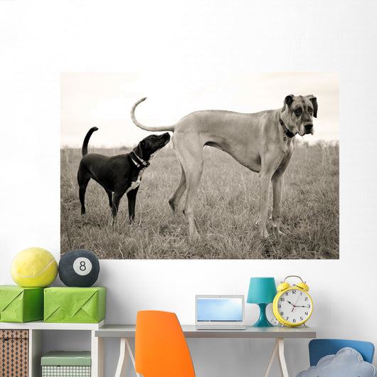 Embarrassed Great Dane Wall Decal