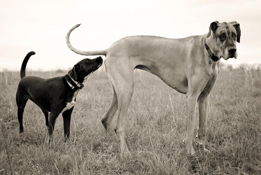 Embarrassed Great Dane Wall Decal