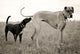 Embarrassed Great Dane Wall Decal