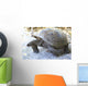 Aldabra giant tortoise in island Curieuse. Wall Mural