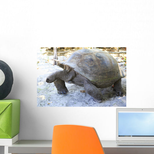 Aldabra giant tortoise in island Curieuse. Wall Mural