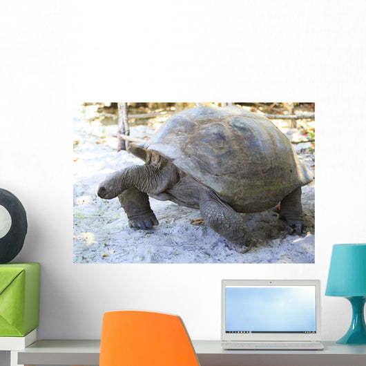 Aldabra giant tortoise in island Curieuse. Wall Mural