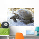 Aldabra giant tortoise in island Curieuse. Wall Mural