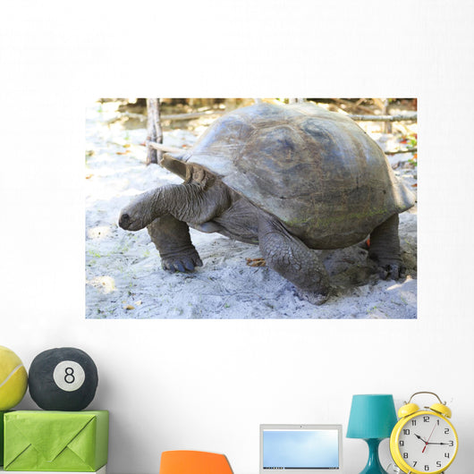 Aldabra giant tortoise in island Curieuse. Wall Mural
