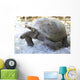 Aldabra giant tortoise in island Curieuse. Wall Mural