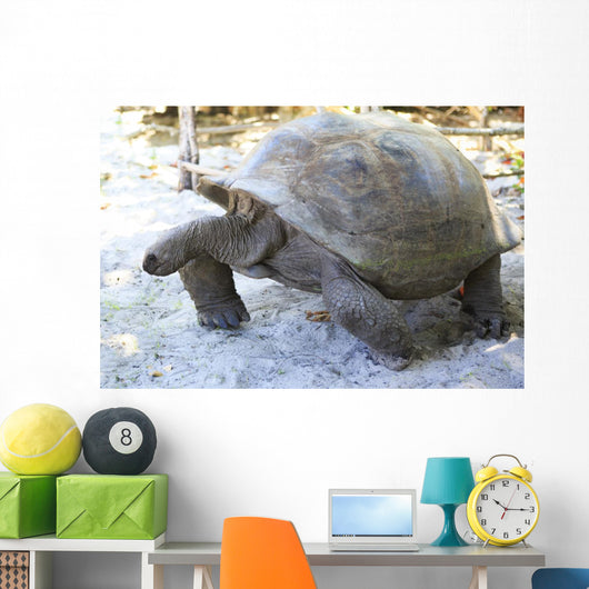 Aldabra giant tortoise in island Curieuse. Wall Mural