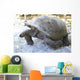 Aldabra giant tortoise in island Curieuse. Wall Mural