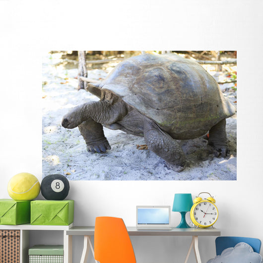 Aldabra giant tortoise in island Curieuse. Wall Mural