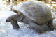 Aldabra giant tortoise in island Curieuse. Wall Mural