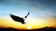 Eagle Flying Sky Beautiful Wall Decal Design 1