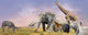 Savanna Wild Animals Collage Wall Decal