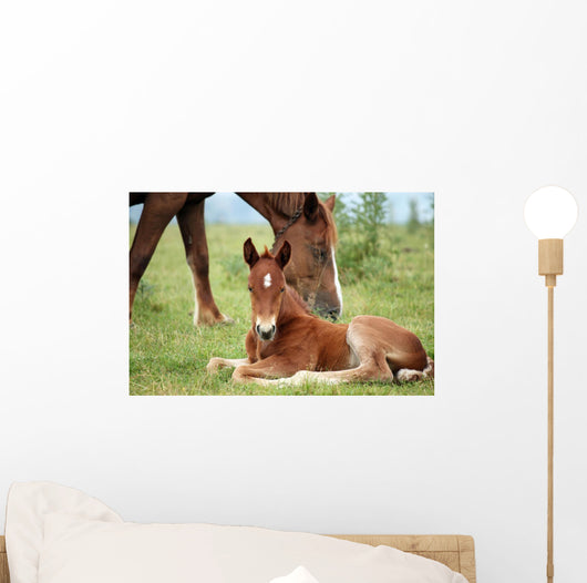 Foal and Horse Pasture Wall Decal
