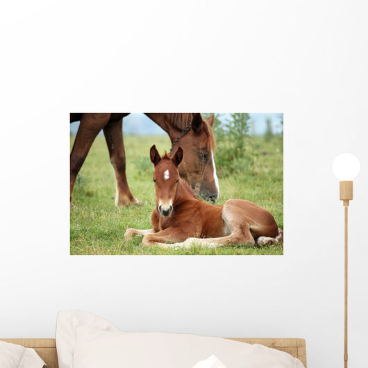 Foal and Horse Pasture Wall Decal
