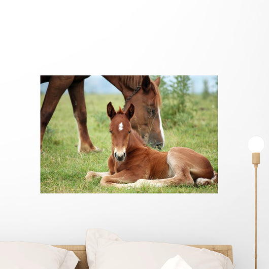 Foal and Horse Pasture Wall Decal