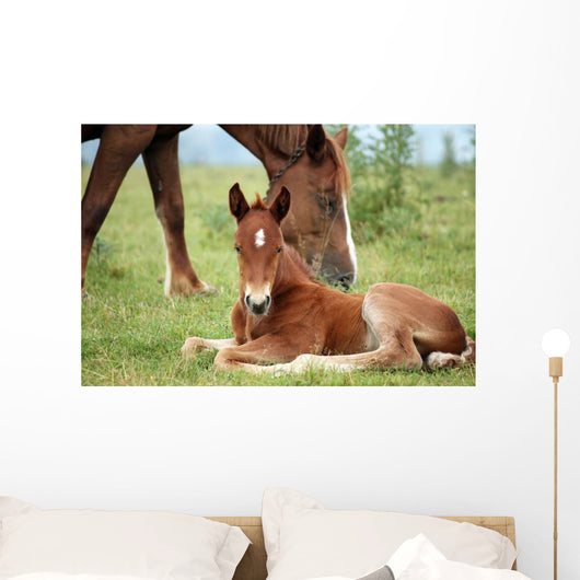Foal and Horse Pasture Wall Decal