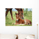 Foal and Horse Pasture Wall Decal