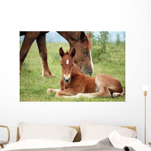 Foal and Horse Pasture Wall Decal