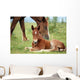 Foal and Horse Pasture Wall Decal
