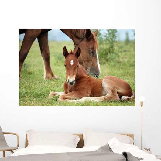 Foal and Horse Pasture Wall Decal