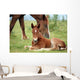 Foal and Horse Pasture Wall Decal