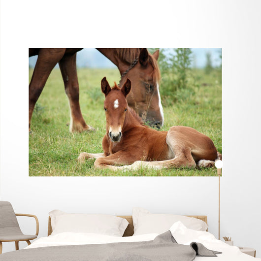 Foal and Horse Pasture Wall Decal
