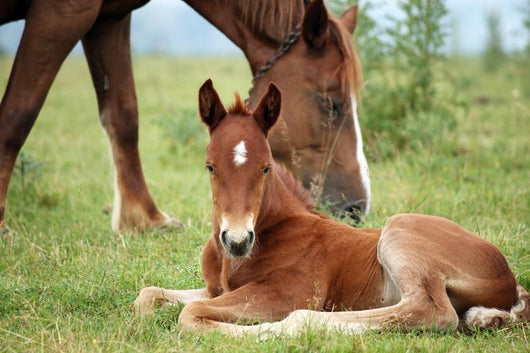 Foal and Horse Pasture Wall Decal