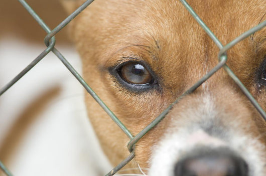 Dog behind Wire Mesh Wall Decal
