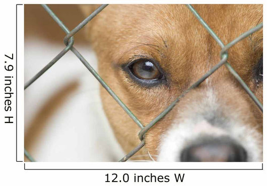 Dog behind Wire Mesh Wall Decal