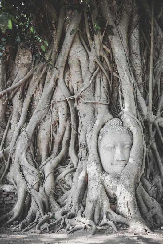 Head Buddha Statue Tree Wall Decal