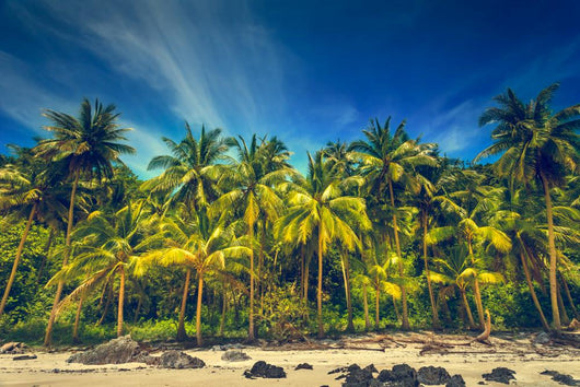 Tropical landscape Wall Mural