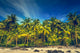 Tropical landscape Wall Mural