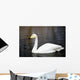 White Whooper Swan Swimming Wall Decal