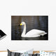 White Whooper Swan Swimming Wall Decal