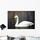 White Whooper Swan Swimming Wall Decal