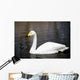 White Whooper Swan Swimming Wall Decal