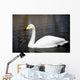 White Whooper Swan Swimming Wall Decal