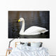 White Whooper Swan Swimming Wall Decal