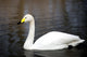 White Whooper Swan Swimming Wall Decal