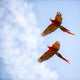 Bright Scarlet Macaw Flight Wall Decal