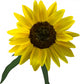 Bright Yellow Sunflower Bloom Wall Decal