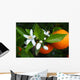 Valencian Orange and Orange Wall Decal