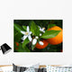 Valencian Orange and Orange Wall Decal