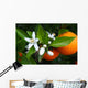 Valencian Orange and Orange Wall Decal