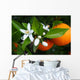 Valencian Orange and Orange Wall Decal