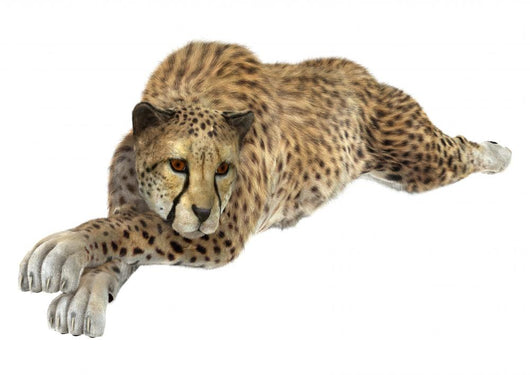 Cheetah Wall Decal Design 6