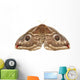 Emperor Moth Saturnia Pavonia Wall Decal