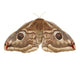 Emperor Moth Saturnia Pavonia Wall Decal