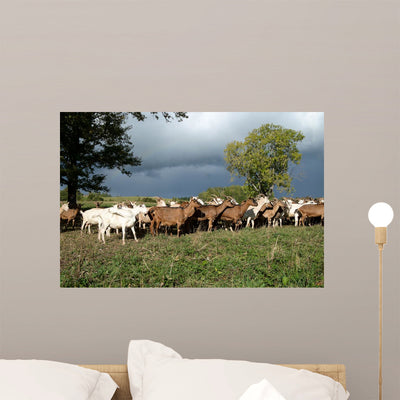 Goats Herd Wall Decal shown on a wall